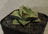 アガベ・チタノタ 繁星（芽）-009｜agave titanota star‐studded