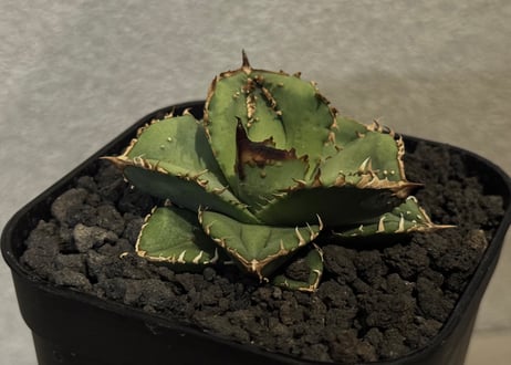 CATEGORY Titanota alligator snapper｜鰐亀 | Plus_P