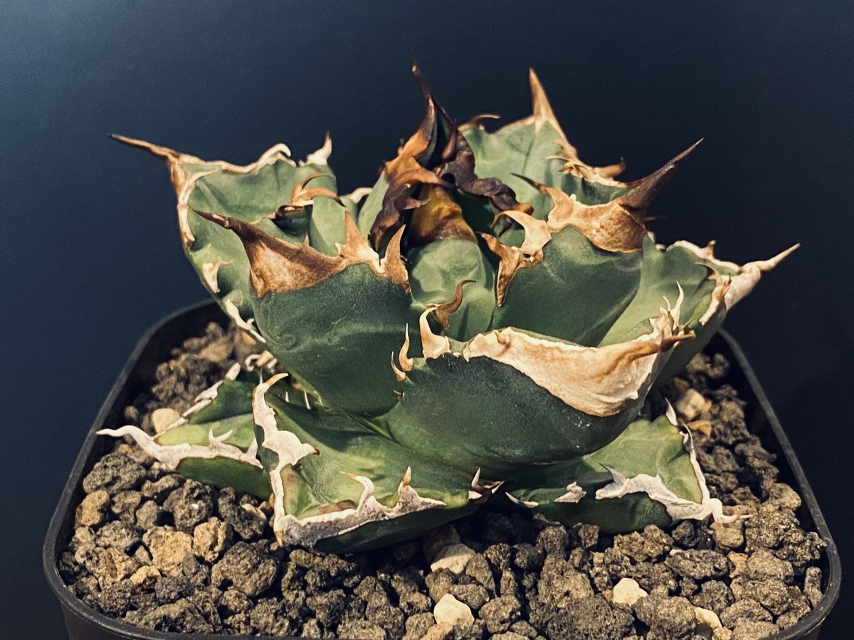 アガベ・チタノタ 白火焔(中/小)-008|agave titanota white flam アガベ・チタノタ 白火焔(中/小)-008|agave titanota white flam