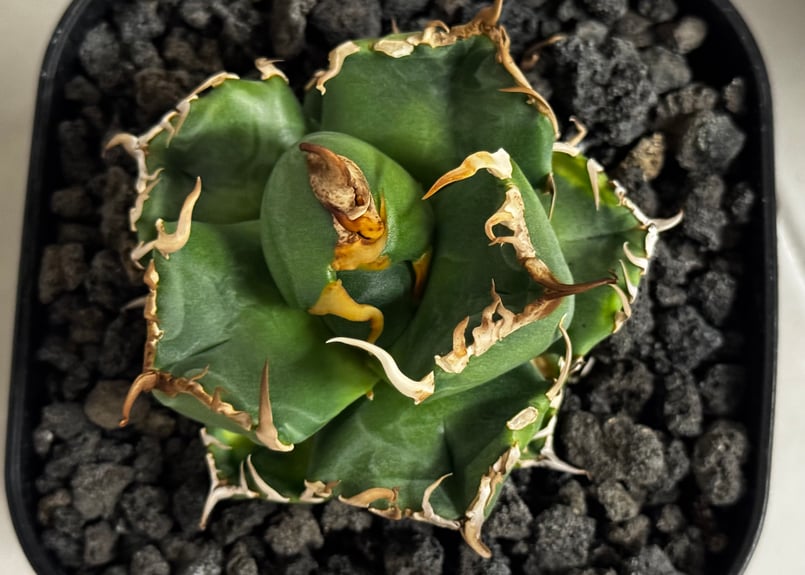 アガベ・チタノタ 魔丸（芽）-042｜agave titanota imps | Plus_P