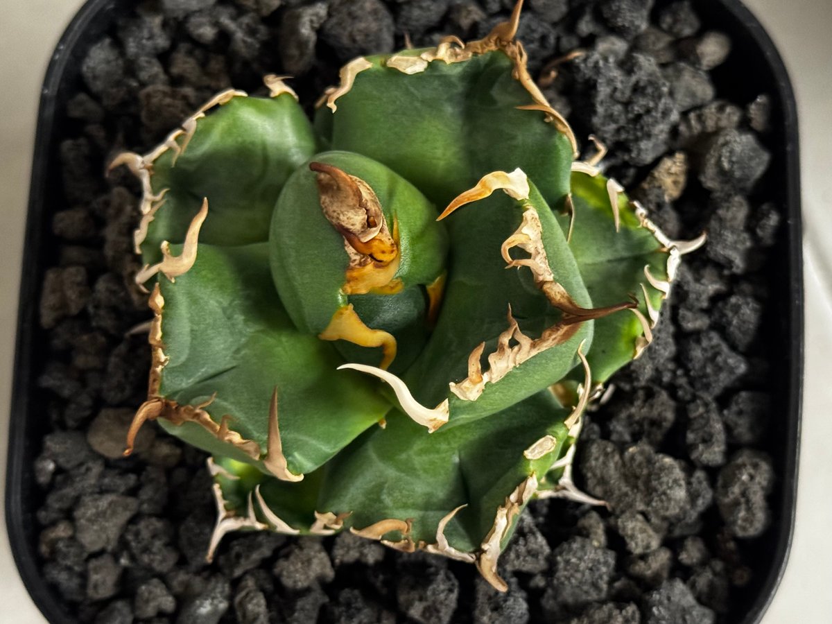 アガベ・チタノタ 魔丸（芽）-042｜agave titanota imps | Plus_P