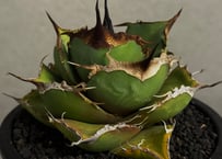 アガベ・チタノタ 巨歯鯊(芽)-002｜agave titanota megalodon |