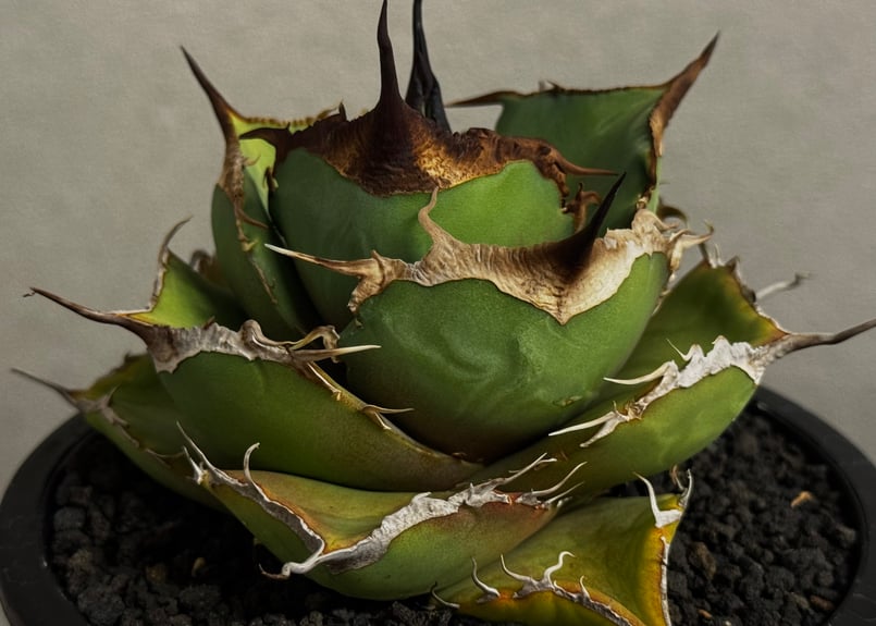 親株出品 アガベ チタノタ 黒豹 アガベ・チタノタ 黒豹（中株）-061｜agave titanota black panthe