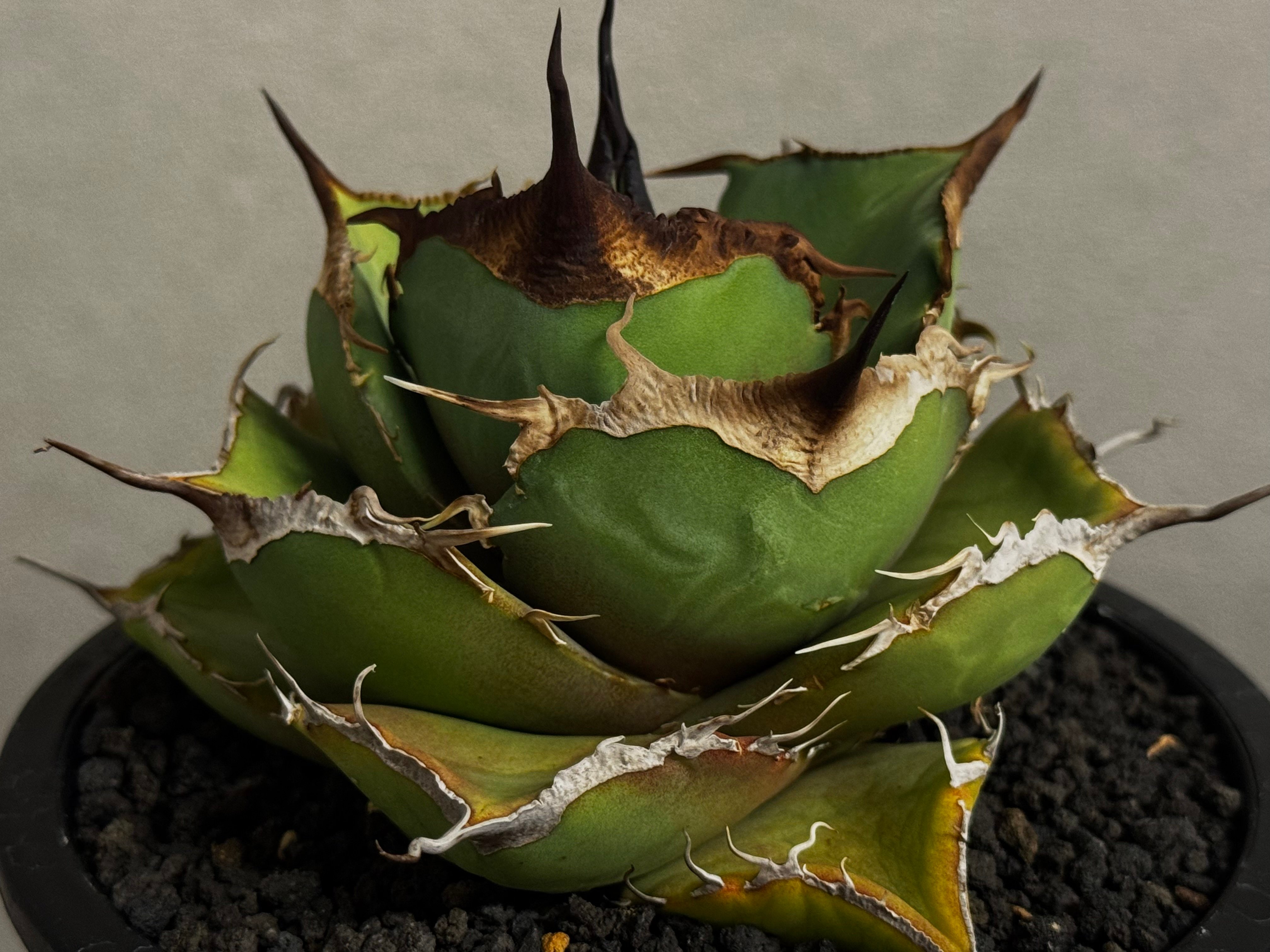 アガベ・チタノタ 黒豹（中株）-061｜agave titanota black panthe
