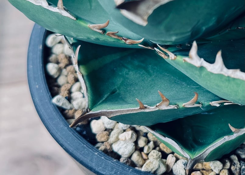 アガベ・チタノタ(ノーネーム)004|agave titanota No Name アガベ・チタノタ(ノーネーム)004|agave titanota No Name