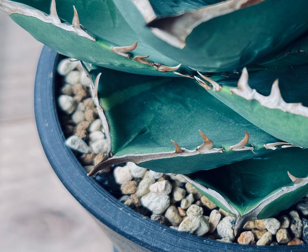 アガベ・チタノタ(ノーネーム)004|agave titanota No Name アガベ・チタノタ(ノーネーム)004|agave titanota No Name