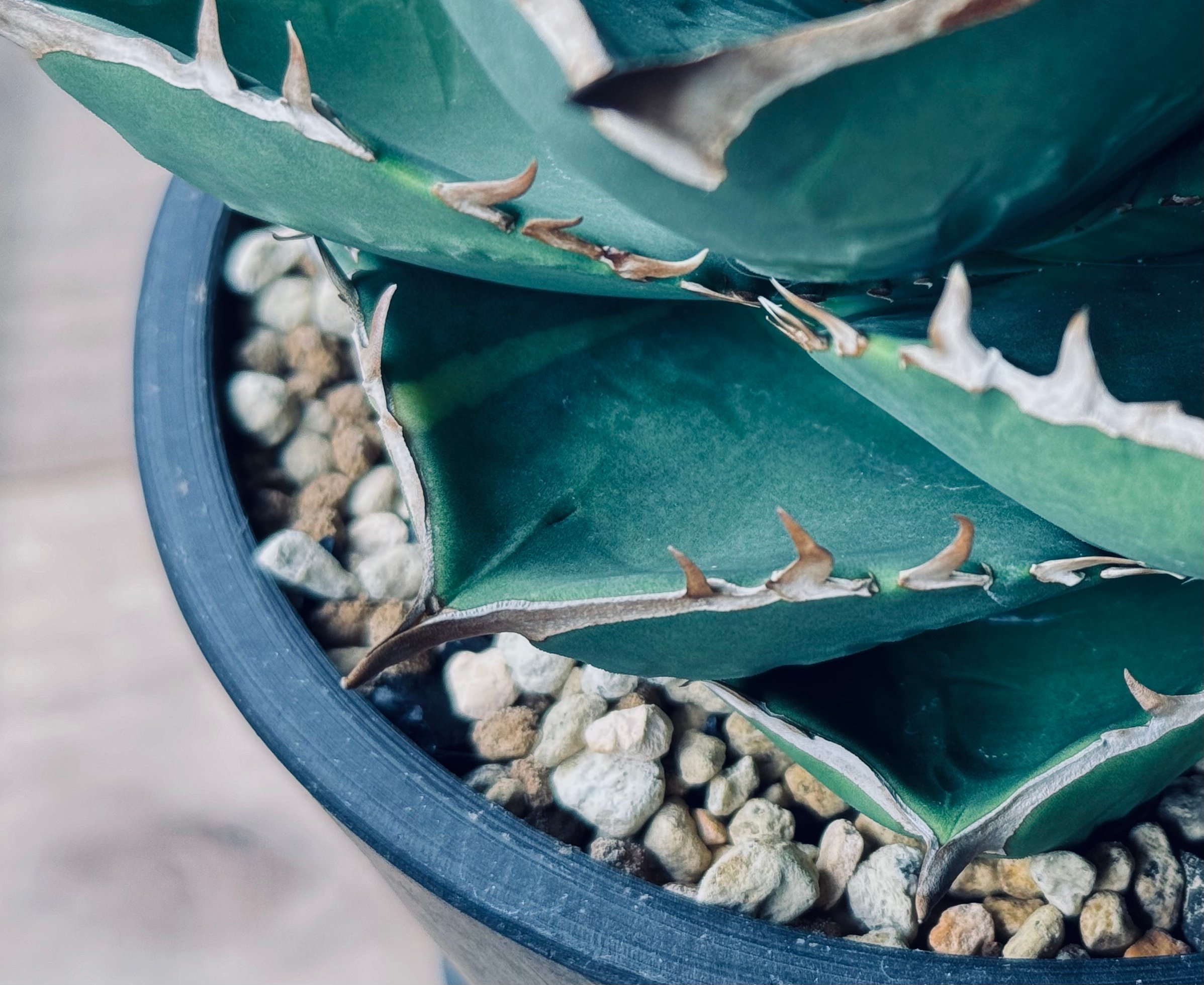 アガベ・チタノタ（ノーネーム）004｜agave titanota No Name | Plu