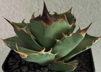 ★新★白鯨錦白中斑★　アガベ　チタノタ　③ アガベ・チタノタ白鯨（縞斑）中-001｜agave titanota white