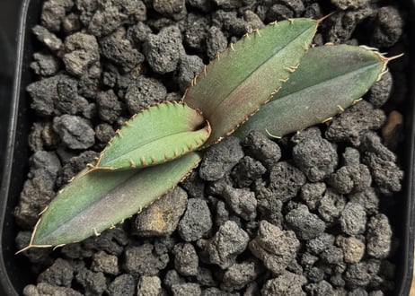 アガベ・チタノタ 白火焔(芽/Lize血統)-027｜agave titanota white flame
