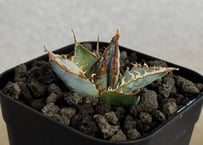 アガベ・チタノタ LQH_土（芽）009｜agave titanota saturn