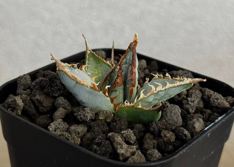 アガベ・チタノタ LQH_土（芽）009｜agave titanota saturn