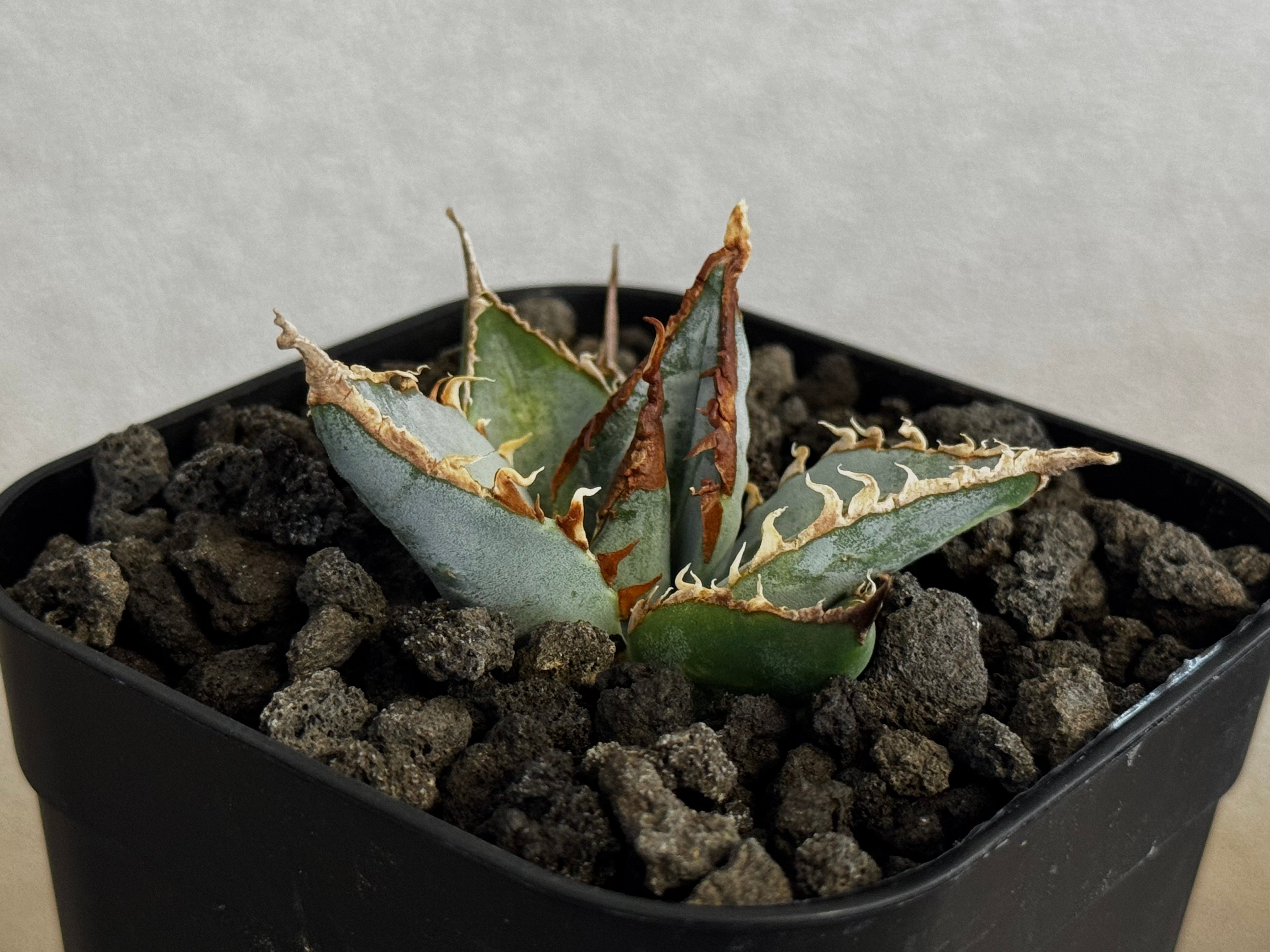 アガベ・チタノタ LQH_土（芽）009｜agave titanota saturn | Pl