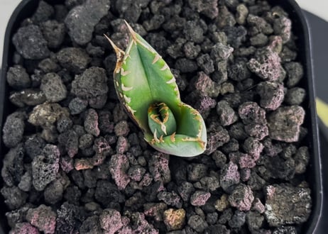 アガベ・チタノタ　清櫻(Lize血統／芽)-005｜agave titanota Queen