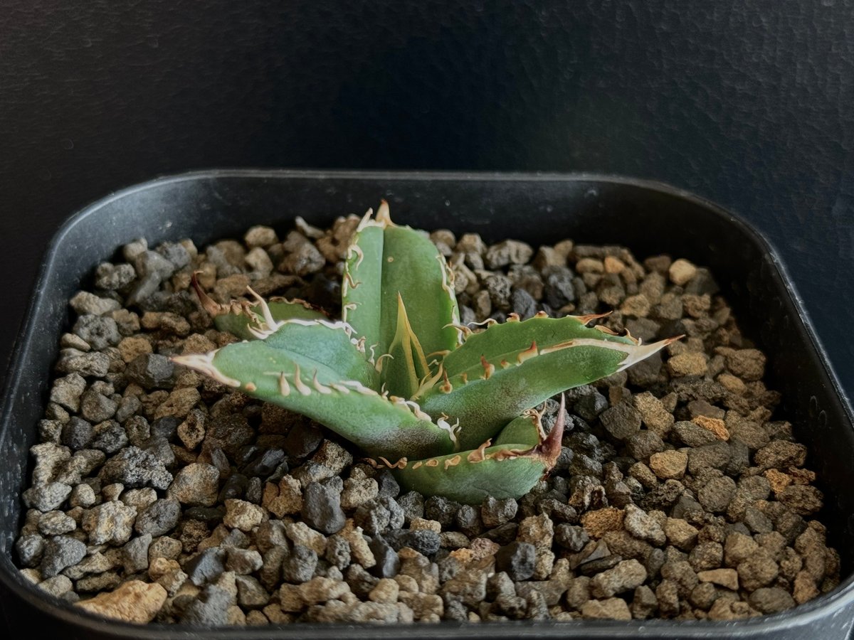 アガベ　チタノタ　CG-02 aka.COK 限定入荷］アガベ チタノタ Cg02/Cok 超希少種 極上株 cg01 アガベ