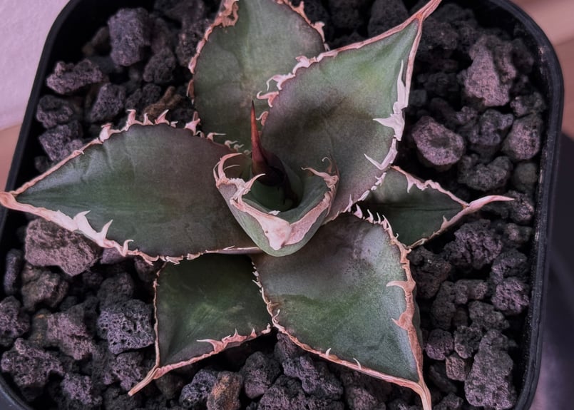 アガベ・チタノタ 緑幽霊（芽）-008｜agave titanota green ghost