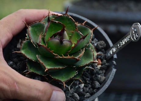 アガベ ハイブリッド・甲蟹×姫厳竜 (小株/実生)-003｜Agave hybrid isthmensis × titanota dwarf