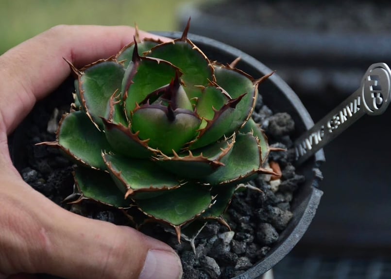アガベ ハイブリッド・甲蟹×姫厳竜 (小株/実生)-003｜Agave hybrid isth