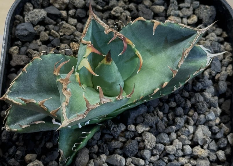 アガベ・チタノタ 螃蟹(芽)- 015|agave titanota Crab | Plus_ アガベ・チタノタ 螃蟹(芽)- 015|agave titanota Crab | Plus_