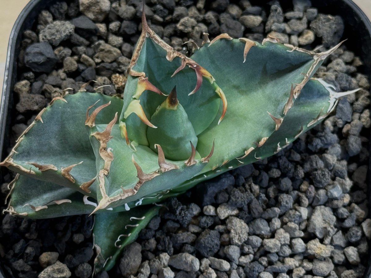 アガベ・チタノタ 螃蟹(芽)- 015|agave titanota Crab | Plus_ アガベ・チタノタ 螃蟹(芽)- 015|agave titanota Crab | Plus_