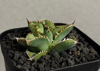 チタノタ「蒼龍(蒼竜)」発根活着済 タグ鉢付き発送 チタノタ「蒼龍(蒼竜)」発根活着済 タグ鉢付き発送 アガベ・チタノタ