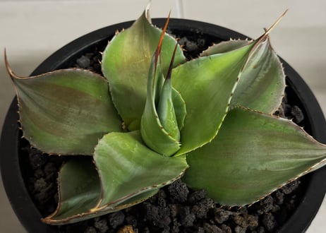 アガベ・オバティフォリア（丸葉タイプ）圓叶鯨魚舌｜（小株）-003｜ agave ovatifolia