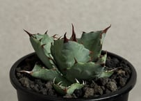 アガベ ハイブリッド・甲蟹×姫厳竜 (小株/実生)-005｜Agave hybrid isthmensis × titanota dwarf