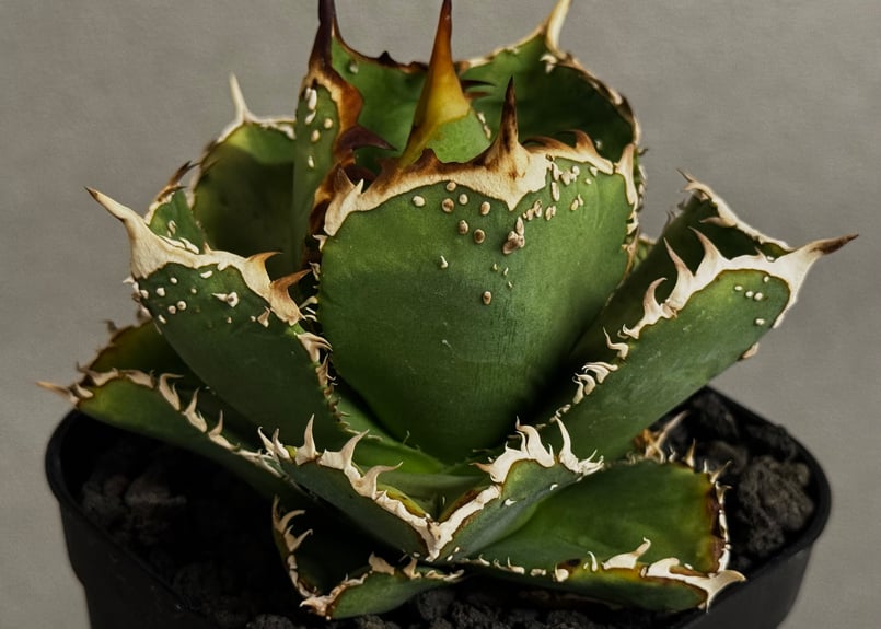 アガベ・チタノタ 天狼星(シリウス)-009｜agave titanota sirius |