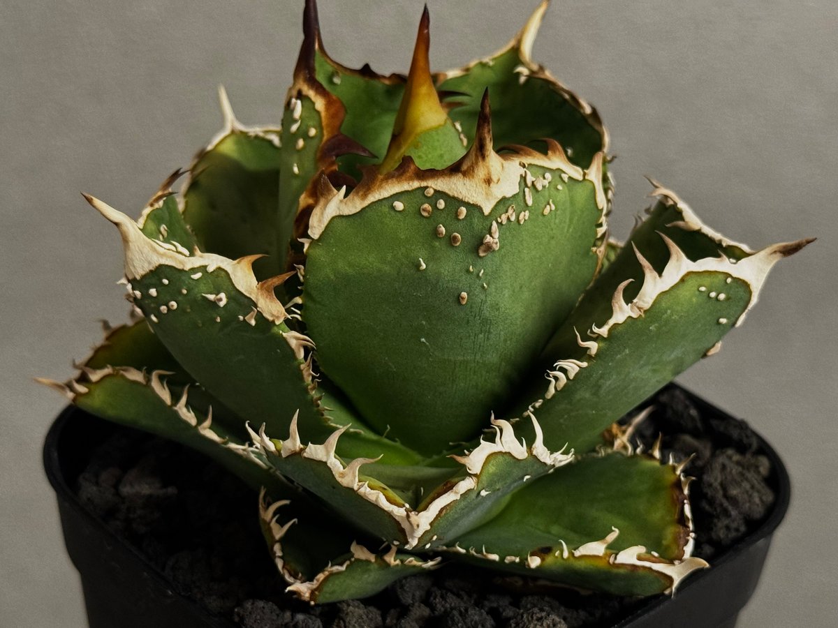 アガベ・チタノタ 天狼星(シリウス)-009｜agave titanota sirius |