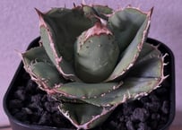 アガベ・笹の雪×イシスメンシス ハイブリッド（芽）-001｜ agave