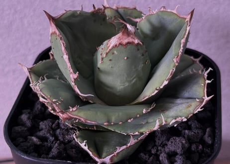 Plus_Plants STORE