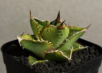 アガベ・チタノタ FO/オテロイ（ワイドタイプ）｜agave titanota FO
