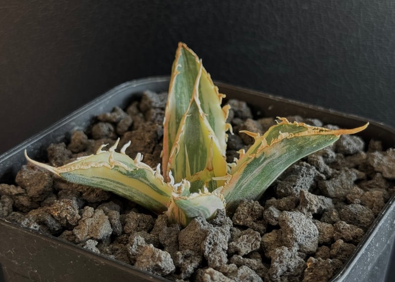 アガベ・チタノタ白鯨（縞斑）芽-007｜agave titanota white