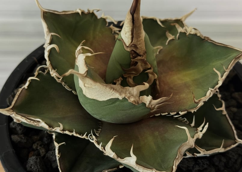 アガベ・チタノタ 緑幽霊(中)-009｜agave titanota green ghost