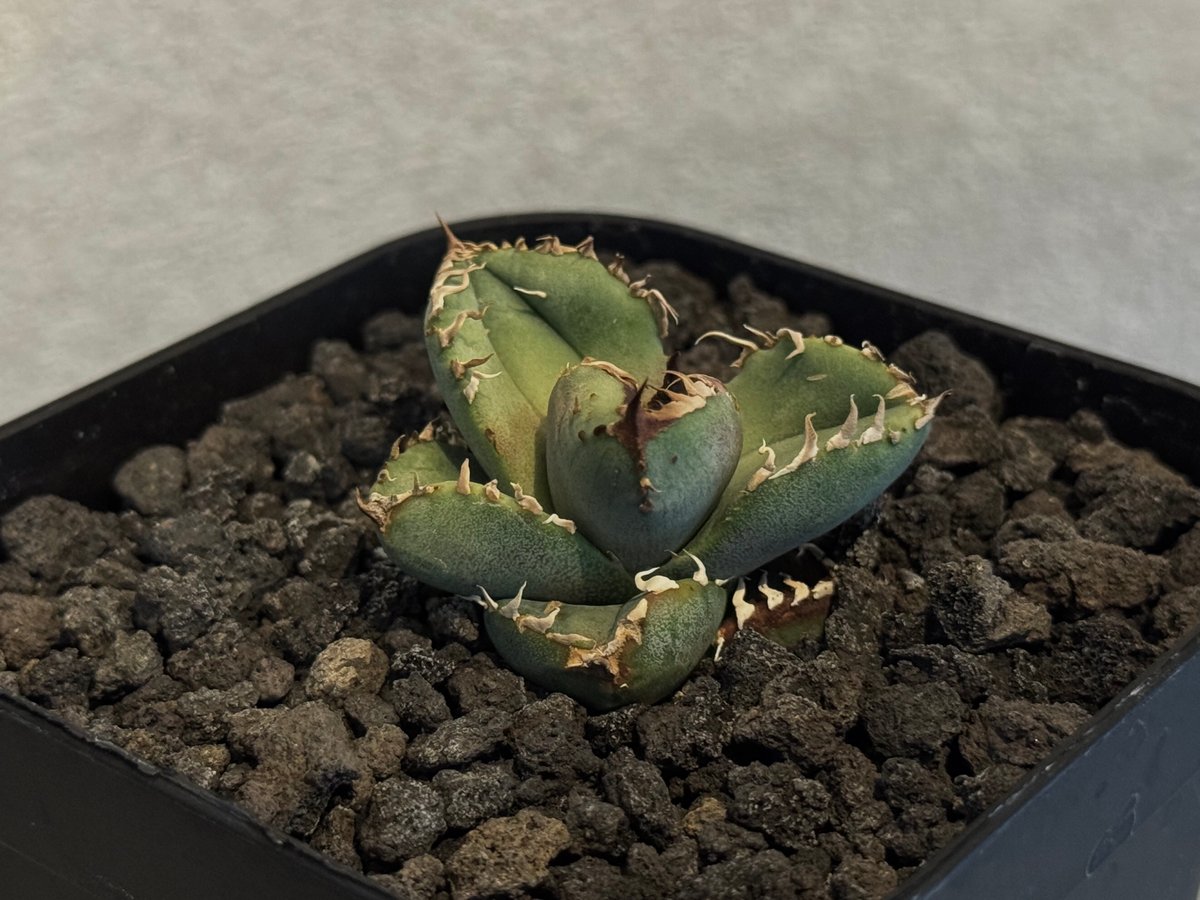 【でじゃぶぅ】アガベ 麻花 agavesan oc株 【発根済み】 麻花龍 でじゃぶぅ】アガベ 麻花 agavesan oc株 【発根済み】 麻花龍 でじゃぶ