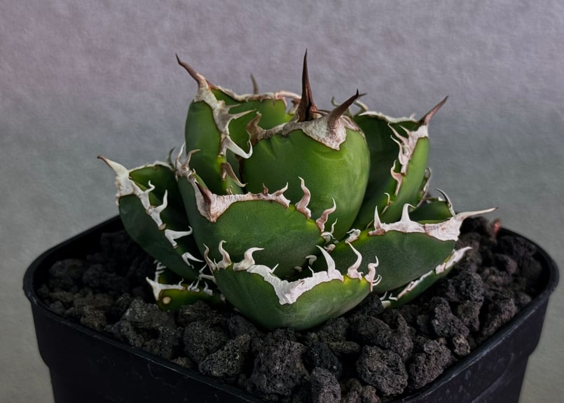 立可白/SAD(芽）-048｜agave titanota south african dia