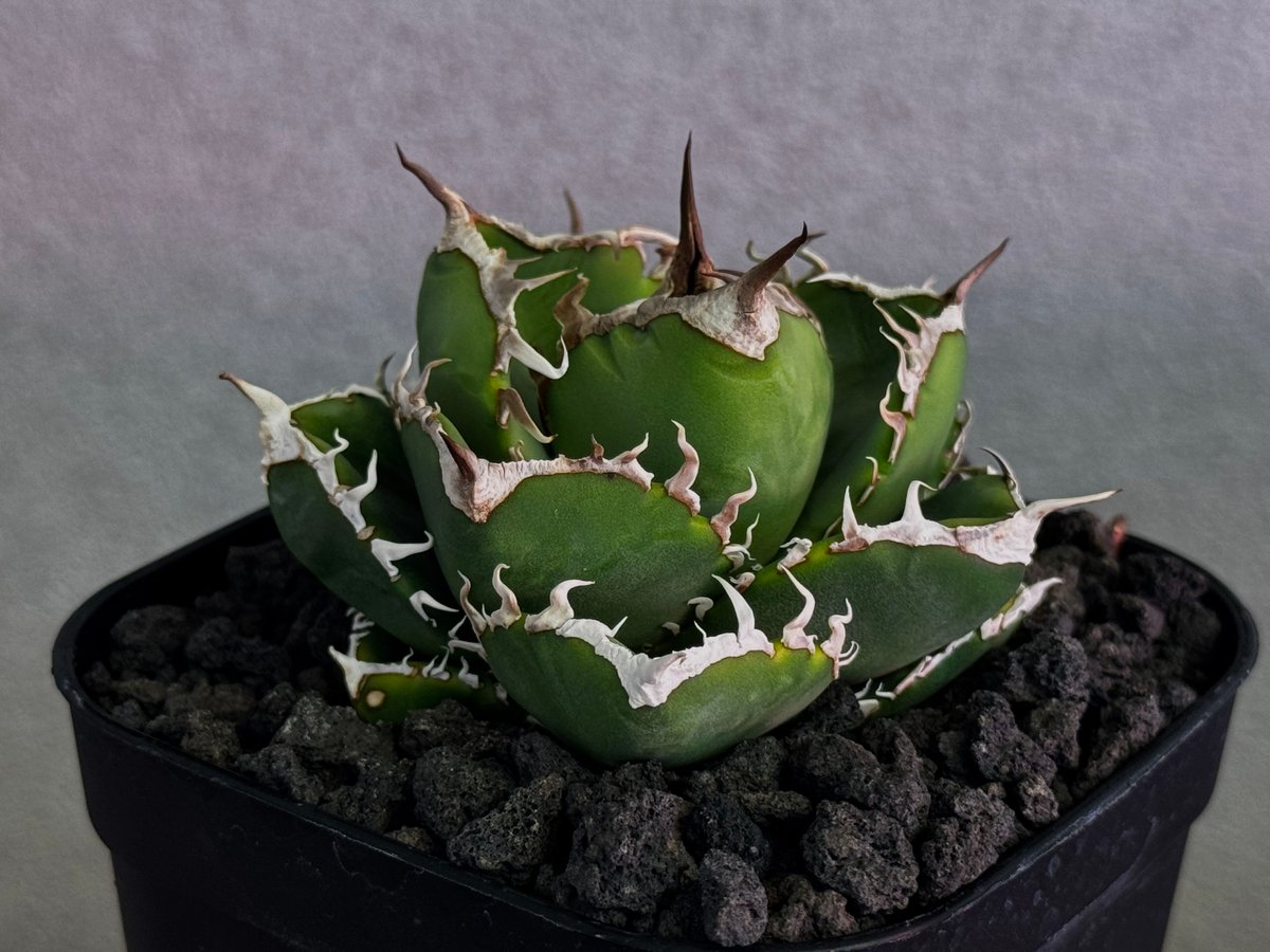 立可白/SAD(芽）-048｜agave titanota south african dia