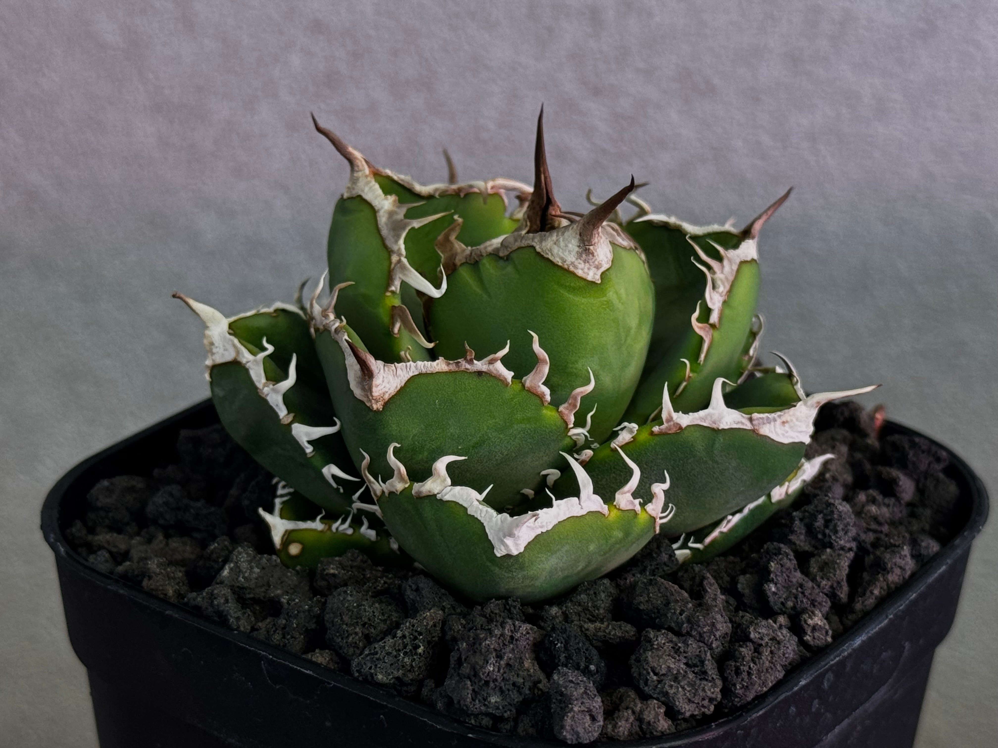 立可白/SAD(芽）-048｜agave titanota south african dia