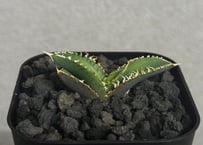 アガベ・チタノタ 蚩尤（芽）-003｜agave titanota chiyou | Plus