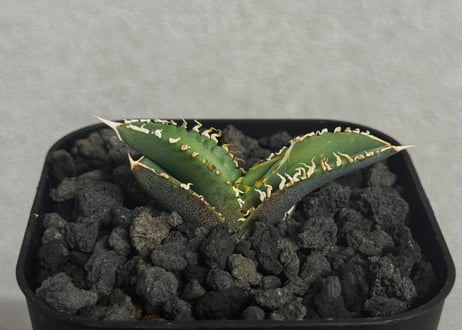 Plus_Plants STORE