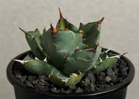 アガベ ハイブリッド・甲蟹×姫厳竜 (小株/実生)-004｜Agave hybrid isthmensis × titanota dwarf