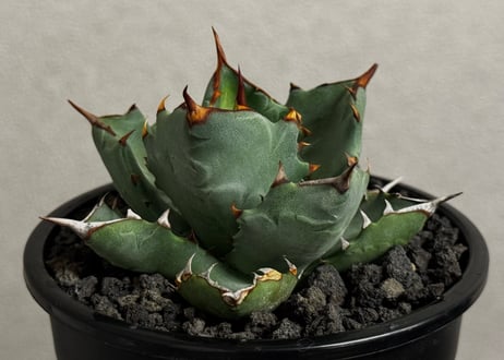 アガベ ハイブリッド・甲蟹×姫厳竜 (小株/実生)-004｜Agave hybrid isthmensis × titanota dwarf