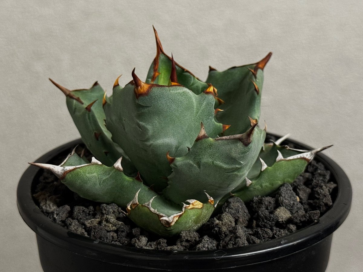 アガベ ハイブリッド・甲蟹×姫厳竜 (小株/実生)-004｜Agave hybrid isth