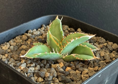 CATEGORY Titanota Megalodon｜巨歯鮫 | Plus_Plants S