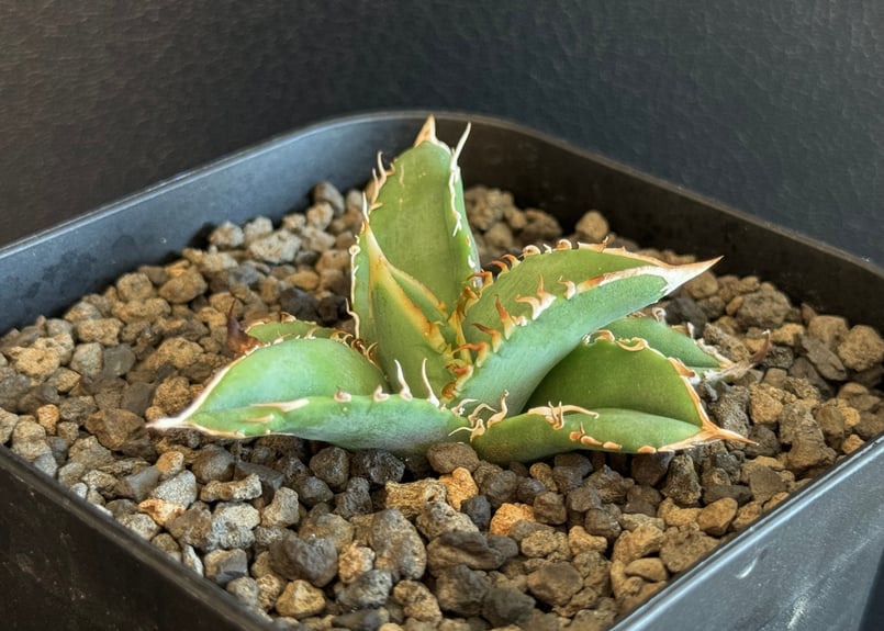 アガベ・チタノタ 巨歯鯊(芽)-003｜agave titanota megalodon |