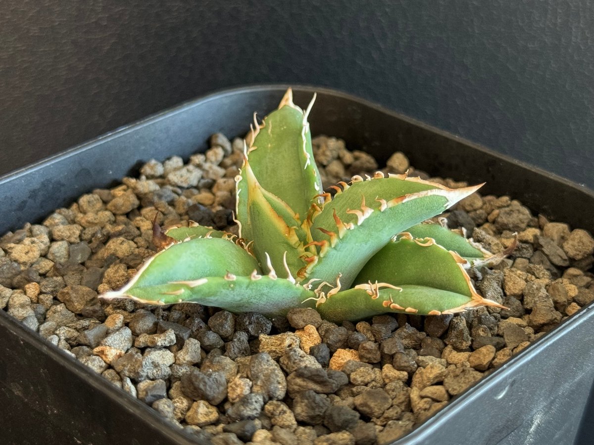 アガベ・チタノタ 巨歯鯊(芽)-003｜agave titanota megalodon |
