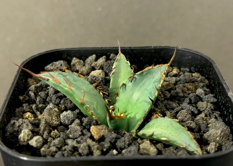 TITANOTY BLACK 牛乳植物 TITANOTY 黒 | 牛乳植物研究所