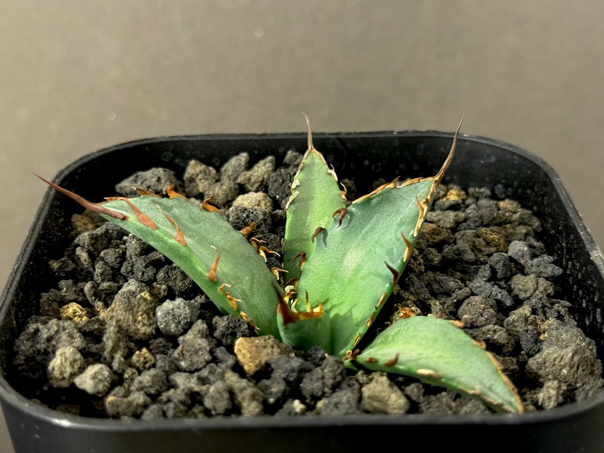 アガベ・チタノタ 黒犀牛（芽）-033｜agave titanota black rhino