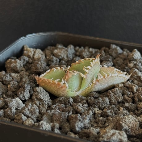 ラスト！激ヤバ実生選抜 【 Loop plants 005 】 検 冰雹 麻花龍 Loop Plants | ・ オテロイ実生2019 選抜株No.005 From