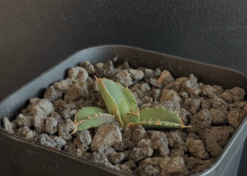 アガベ・チタノタ 鰐亀（芽）-022｜agave titanota alligator sna