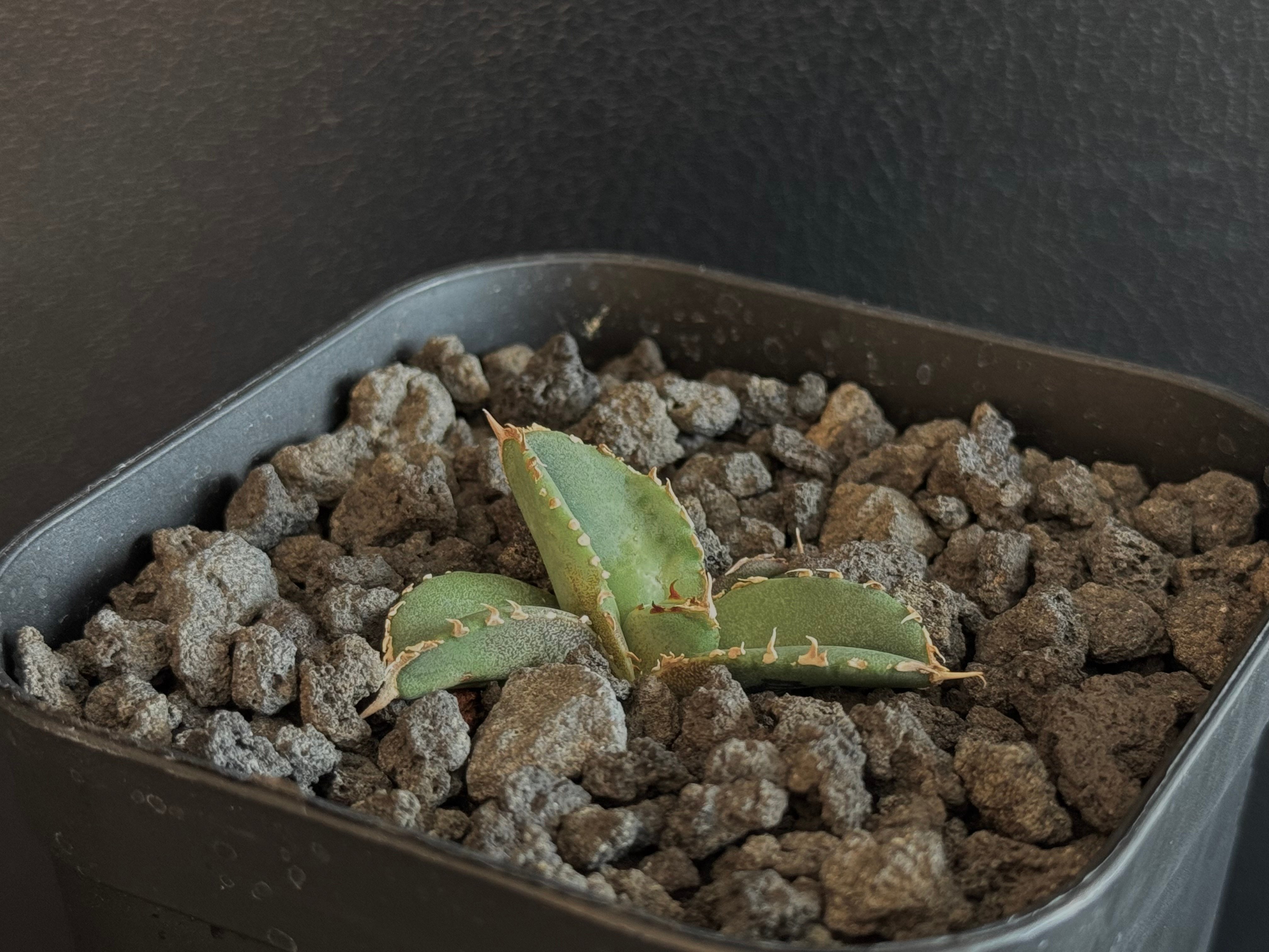 アガベ・チタノタ 鰐亀（芽）-022｜agave titanota alligator sna